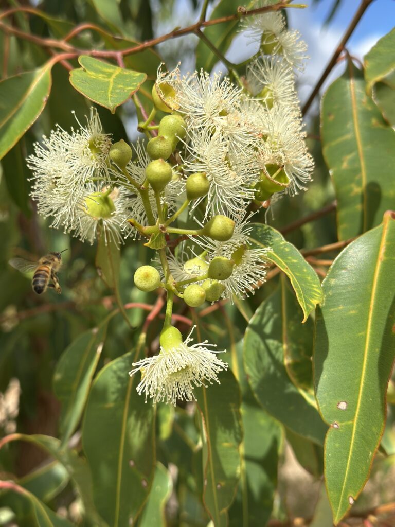 2503_215 Tootanellup Photo 42.JPG Close up of a flowering Corymbia ('Marri') tree