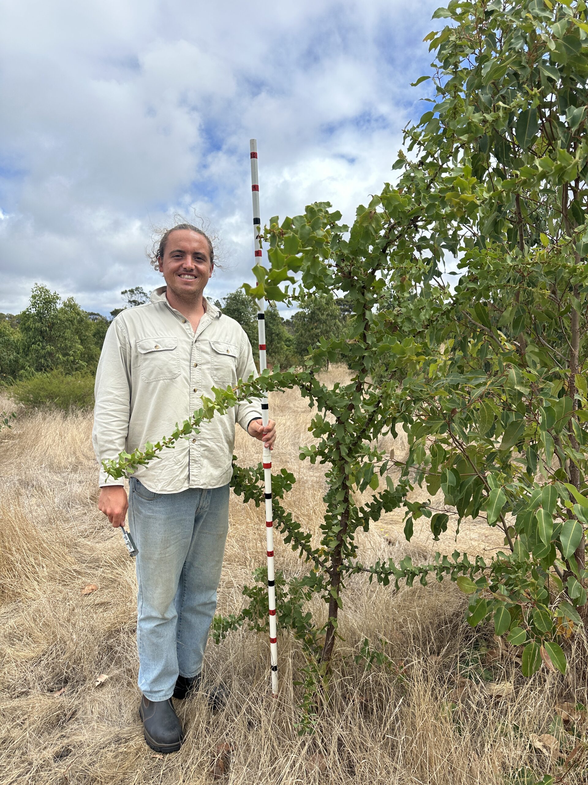 Man standing next to a tall tree with monitoring stick