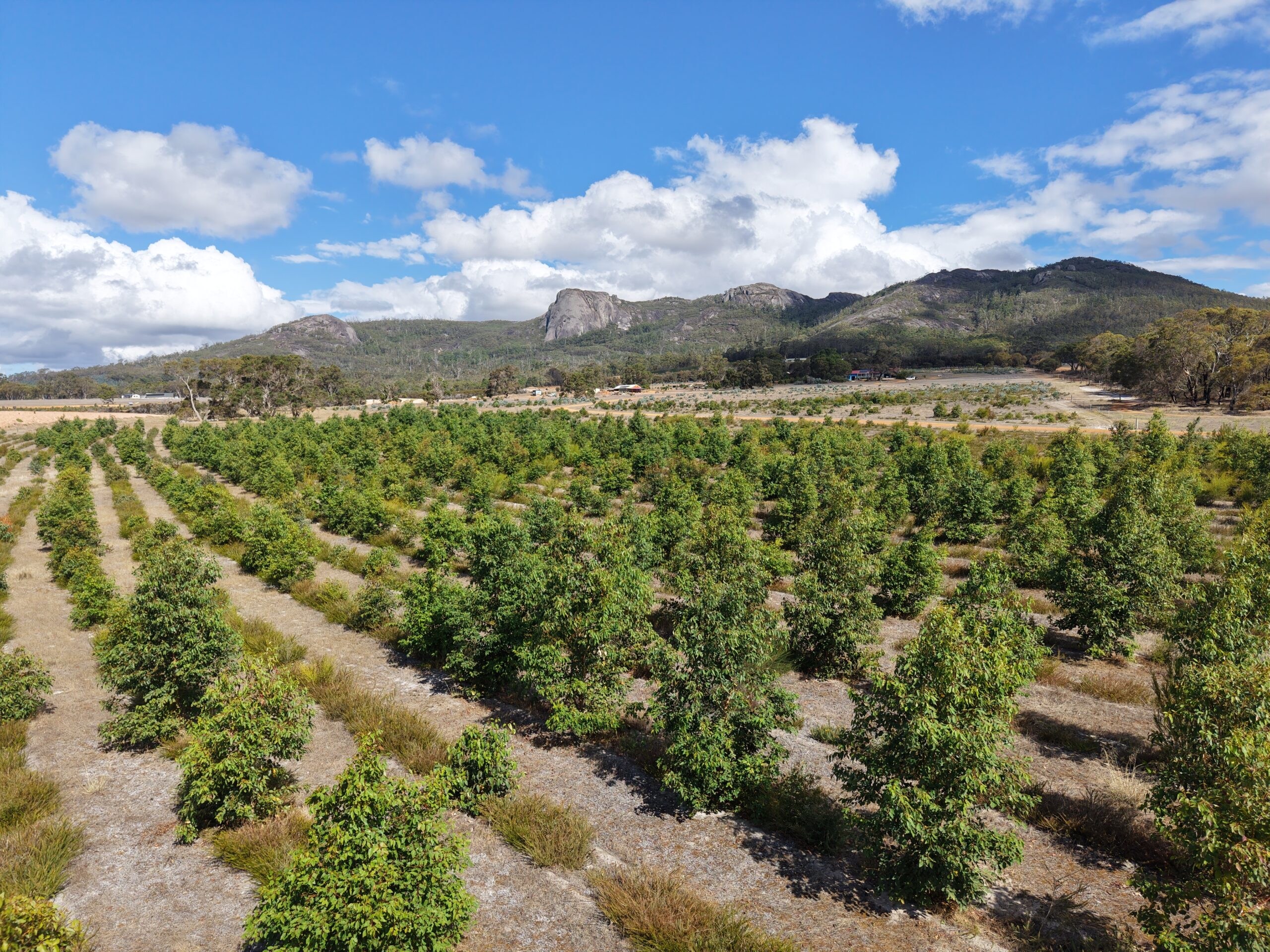 Drone photo of thriving planting rows with mountain range in the background.