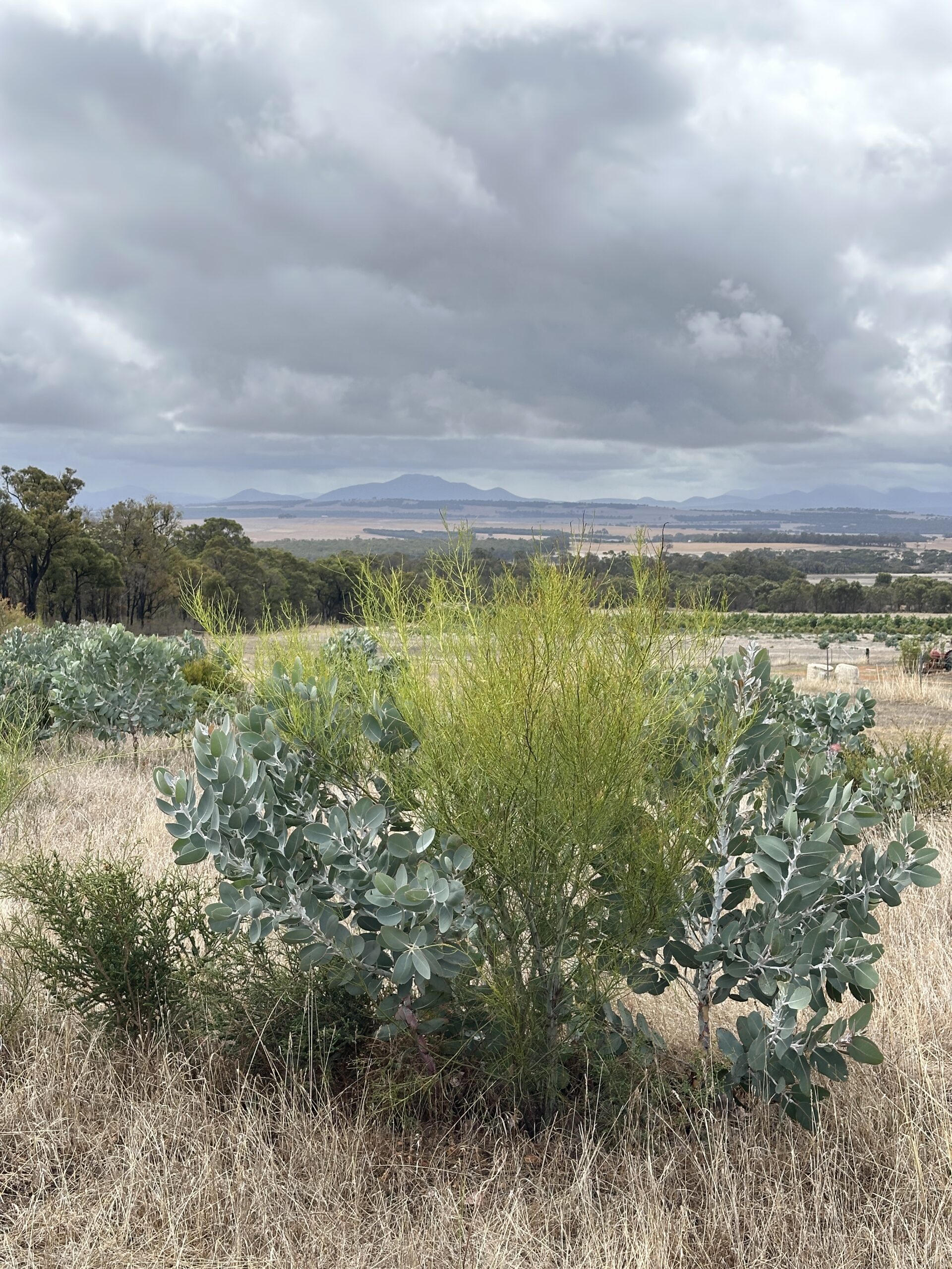 Impressive Eucalyptus pleurocarpa and Acacia extensa growth.