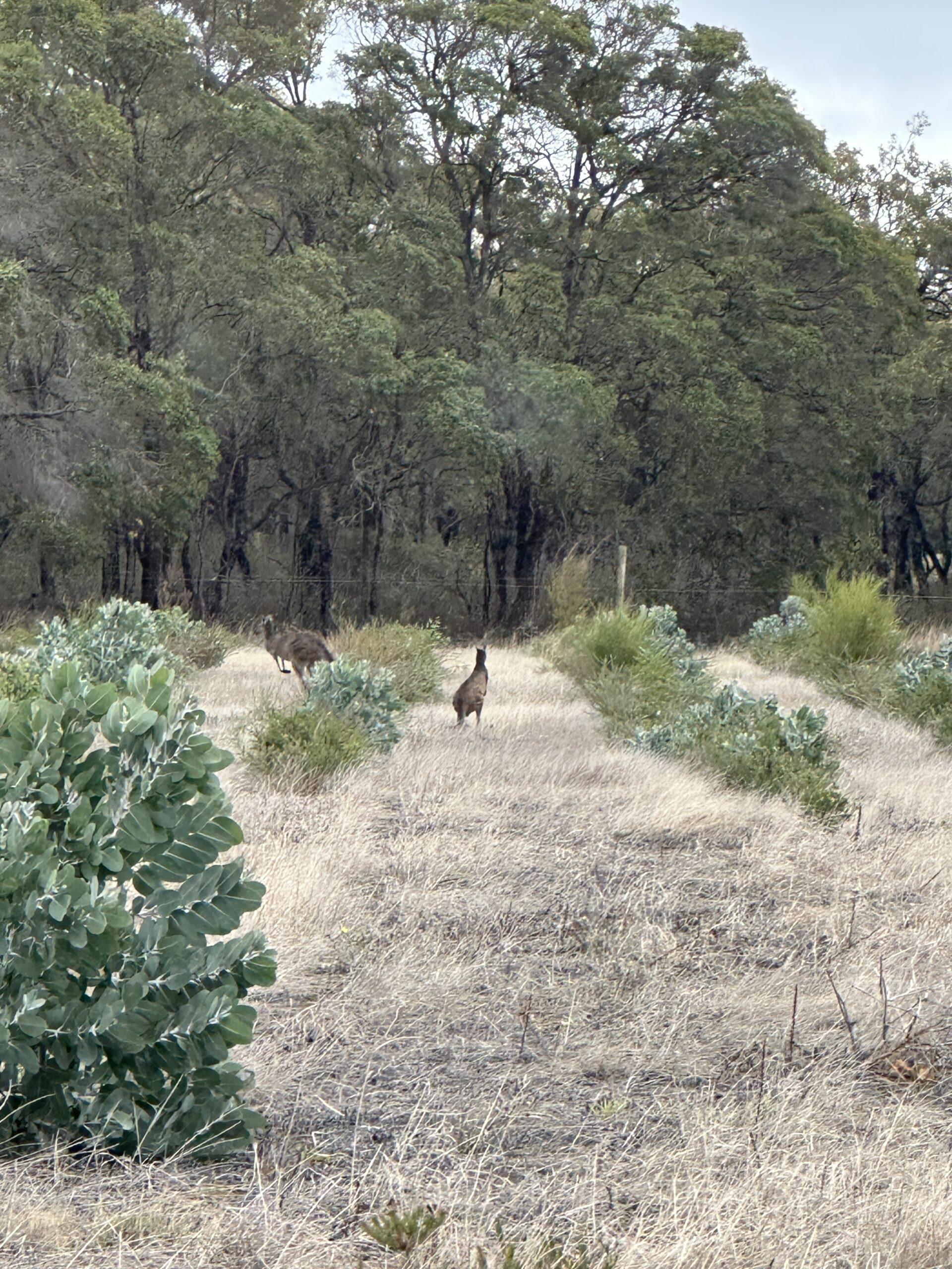 Two kangaroos in the distance between planting rows.