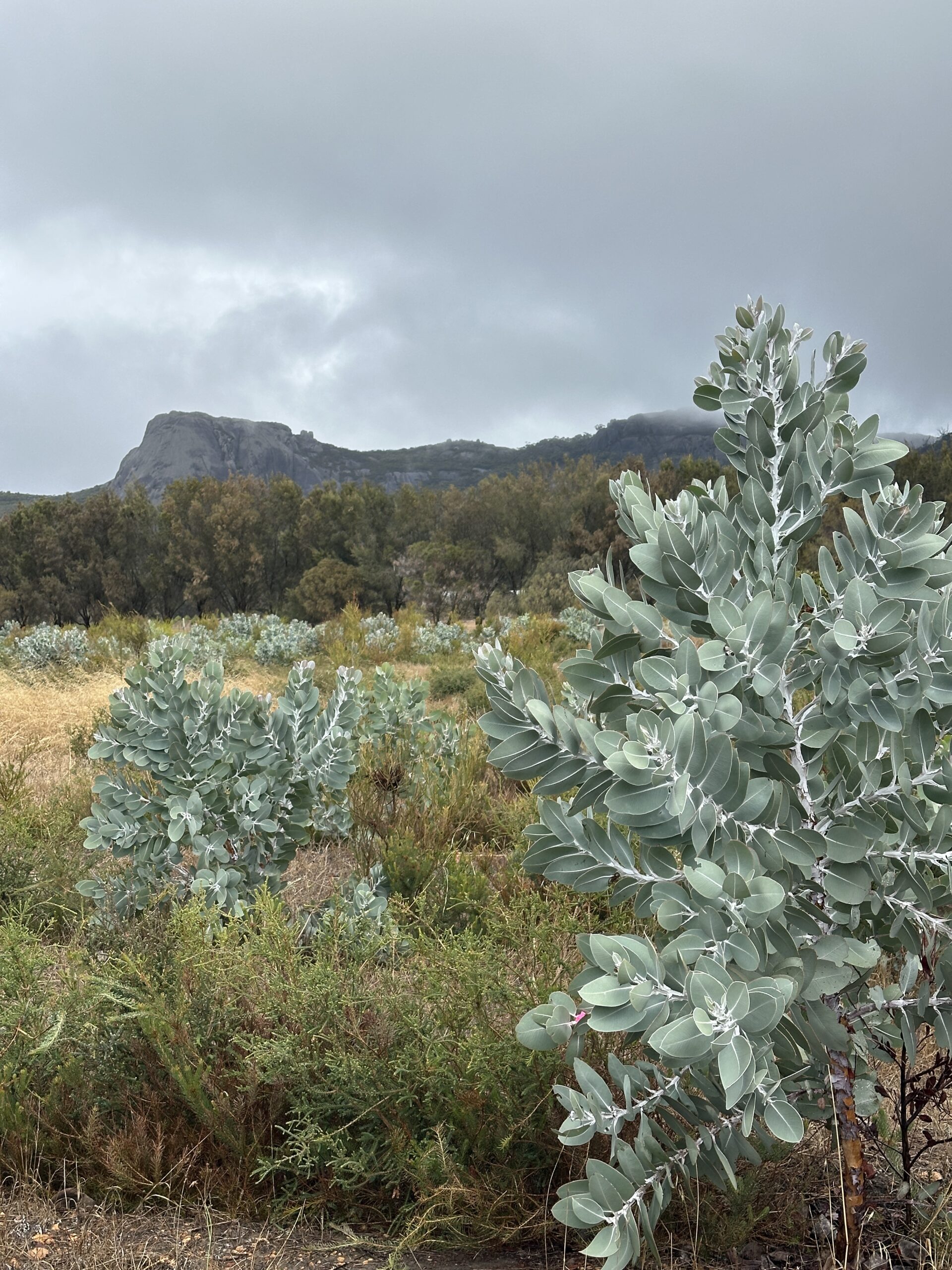 Tall Eucalyptus pleurocarpa growth with mountain range in the background.