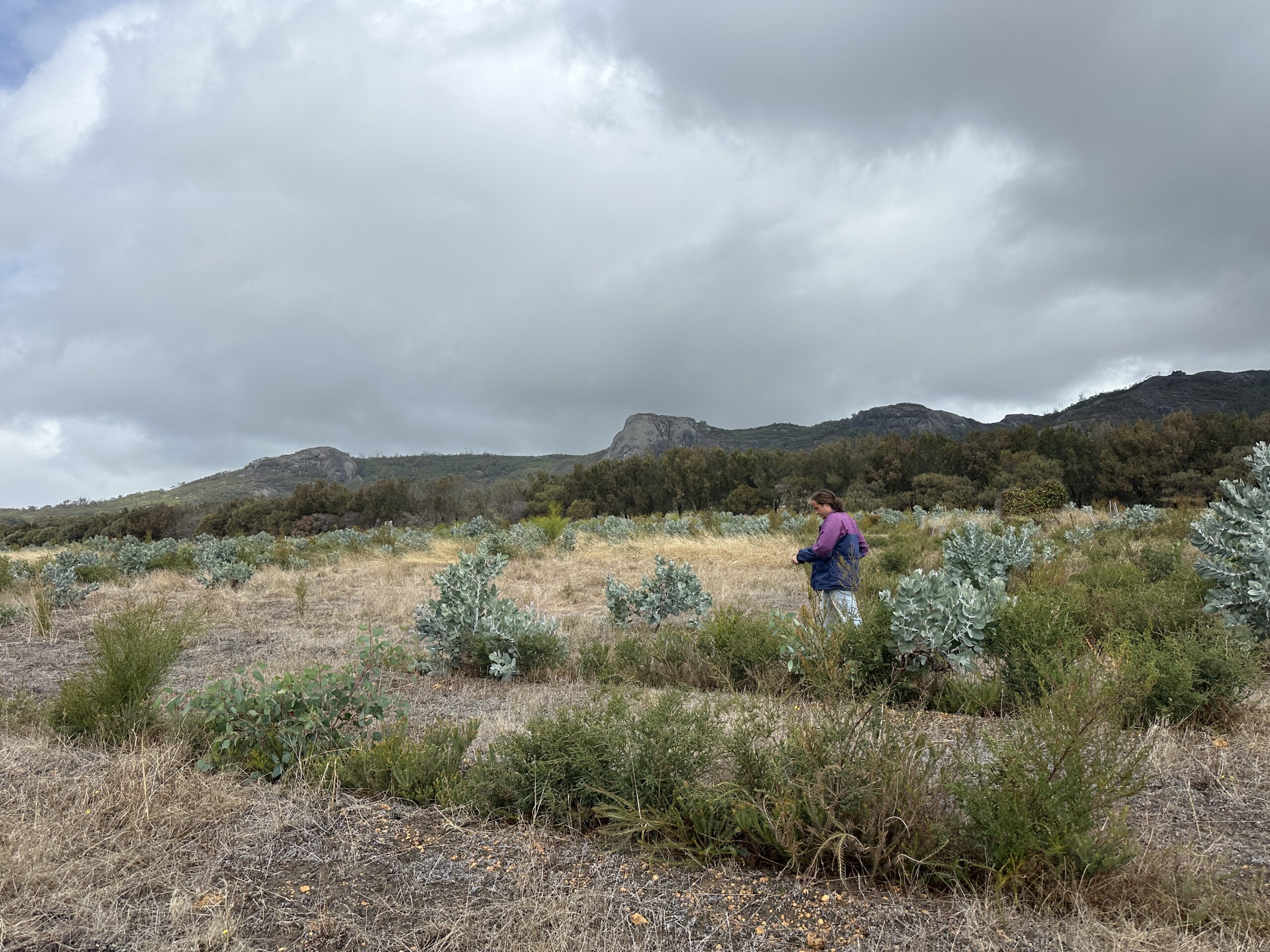 Man walking down the planting rows with mountain range in the background.