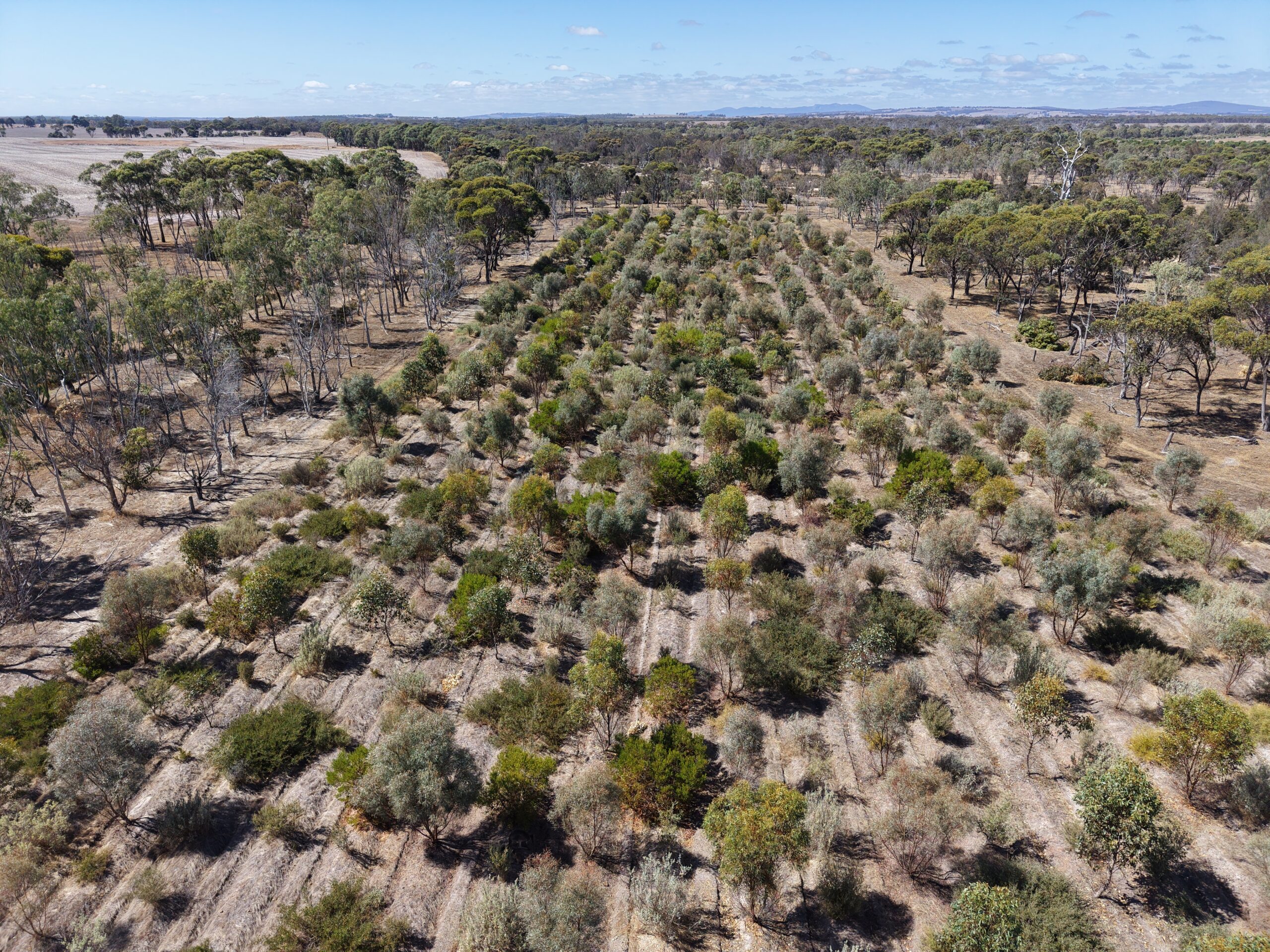 Aerial image of planting rows surrounded by remnant bushland