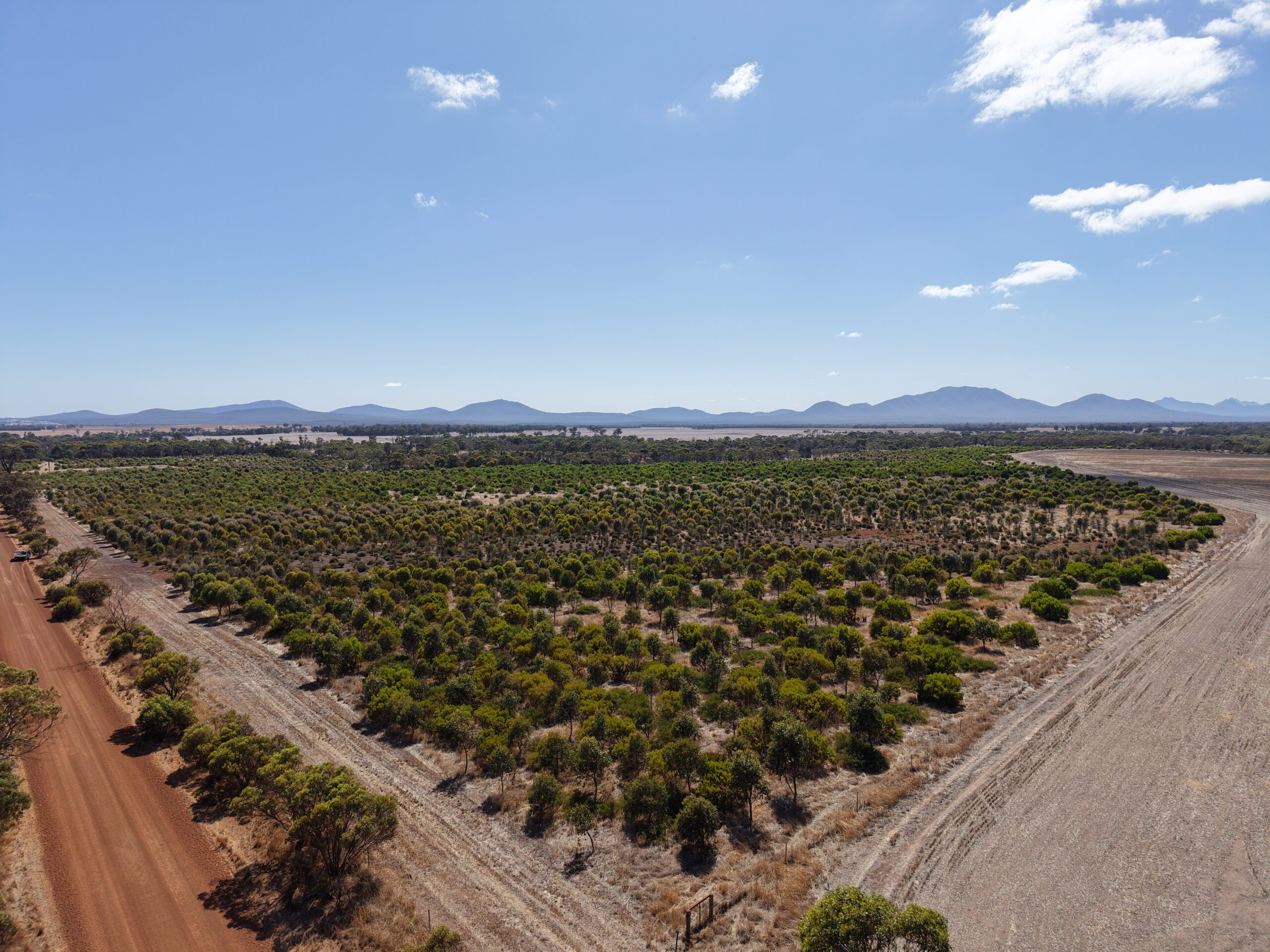 Aerial image of planting area with ranges in the background