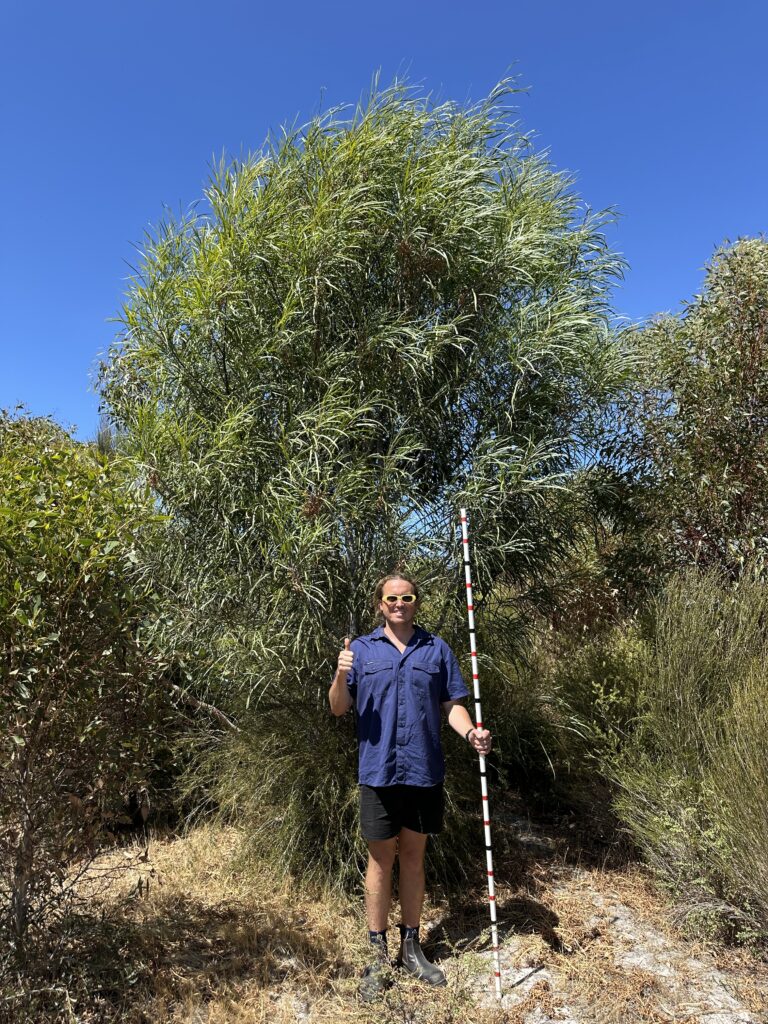 2503_212 Cranbrook Photo 12 (1) Man holding monitoring stick standing next to a very tall tree