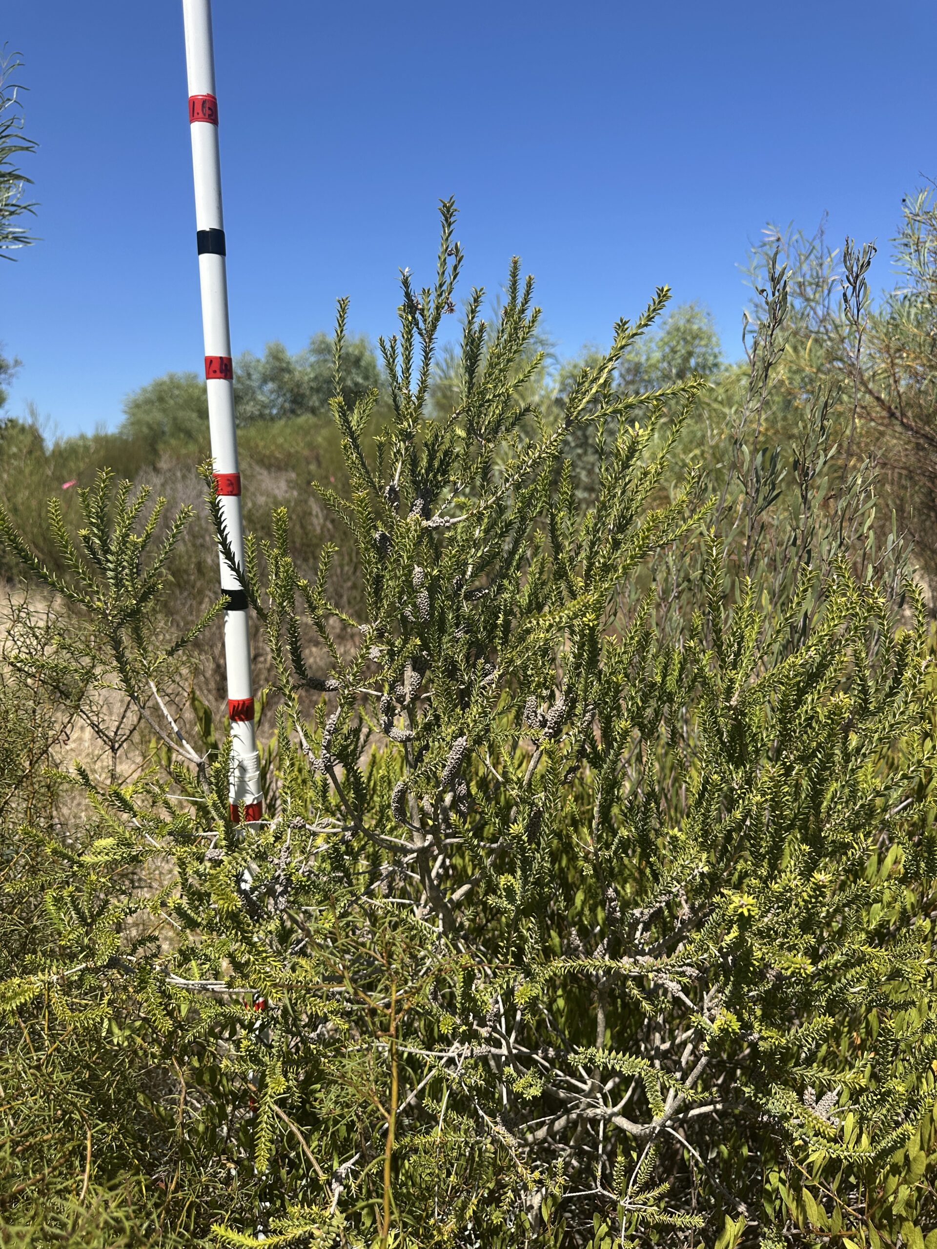 Tall Melaleuca with monitoring stick beside it