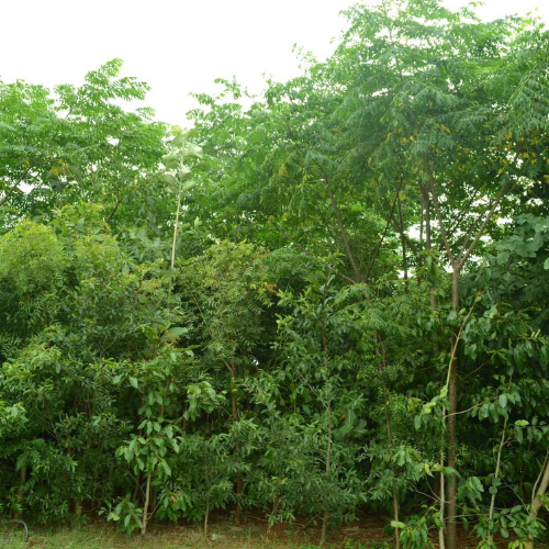 Akira-Miyawaki-Forest-Maker