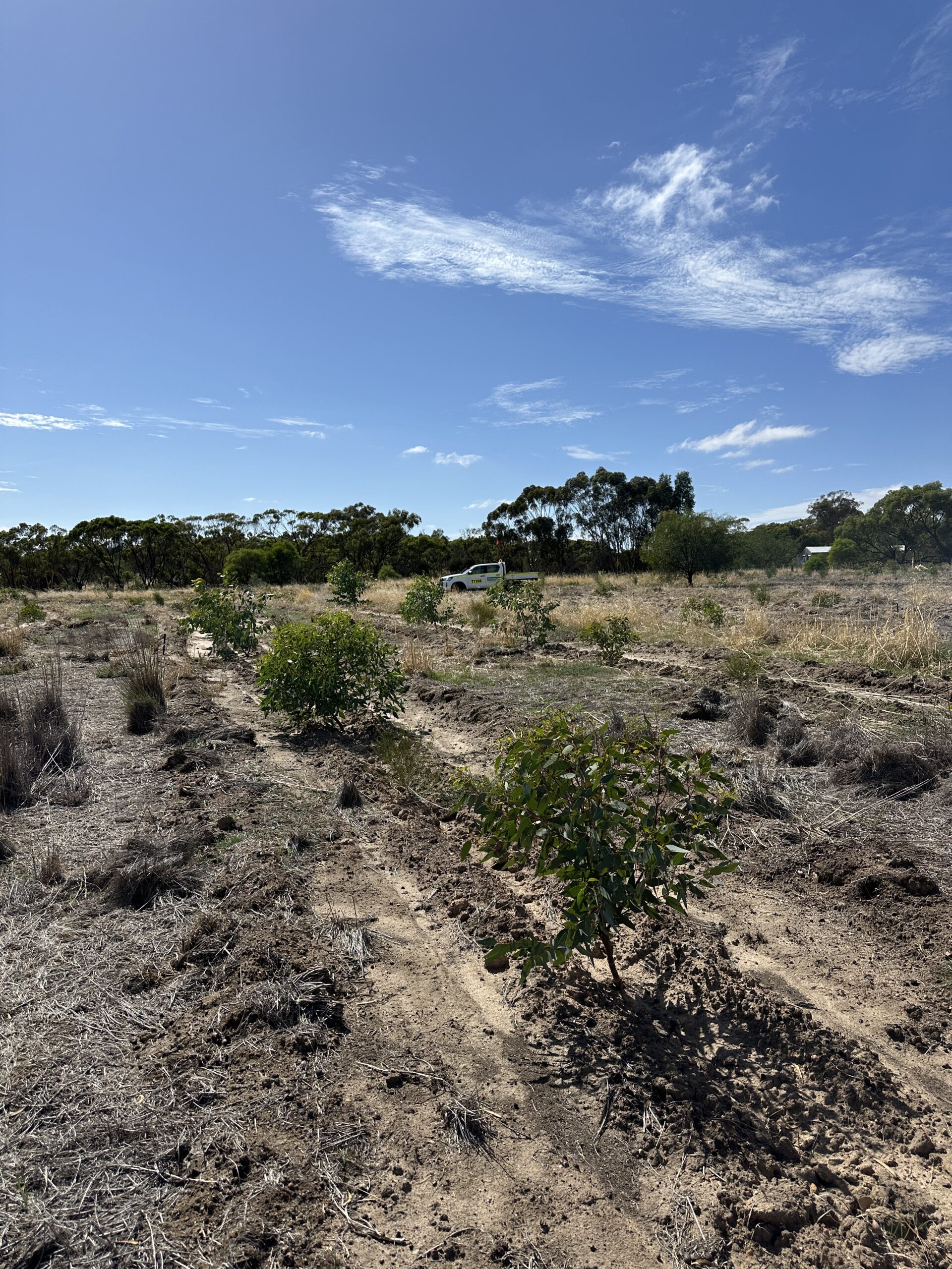 Trees in planting rows with remnant bushland in background.