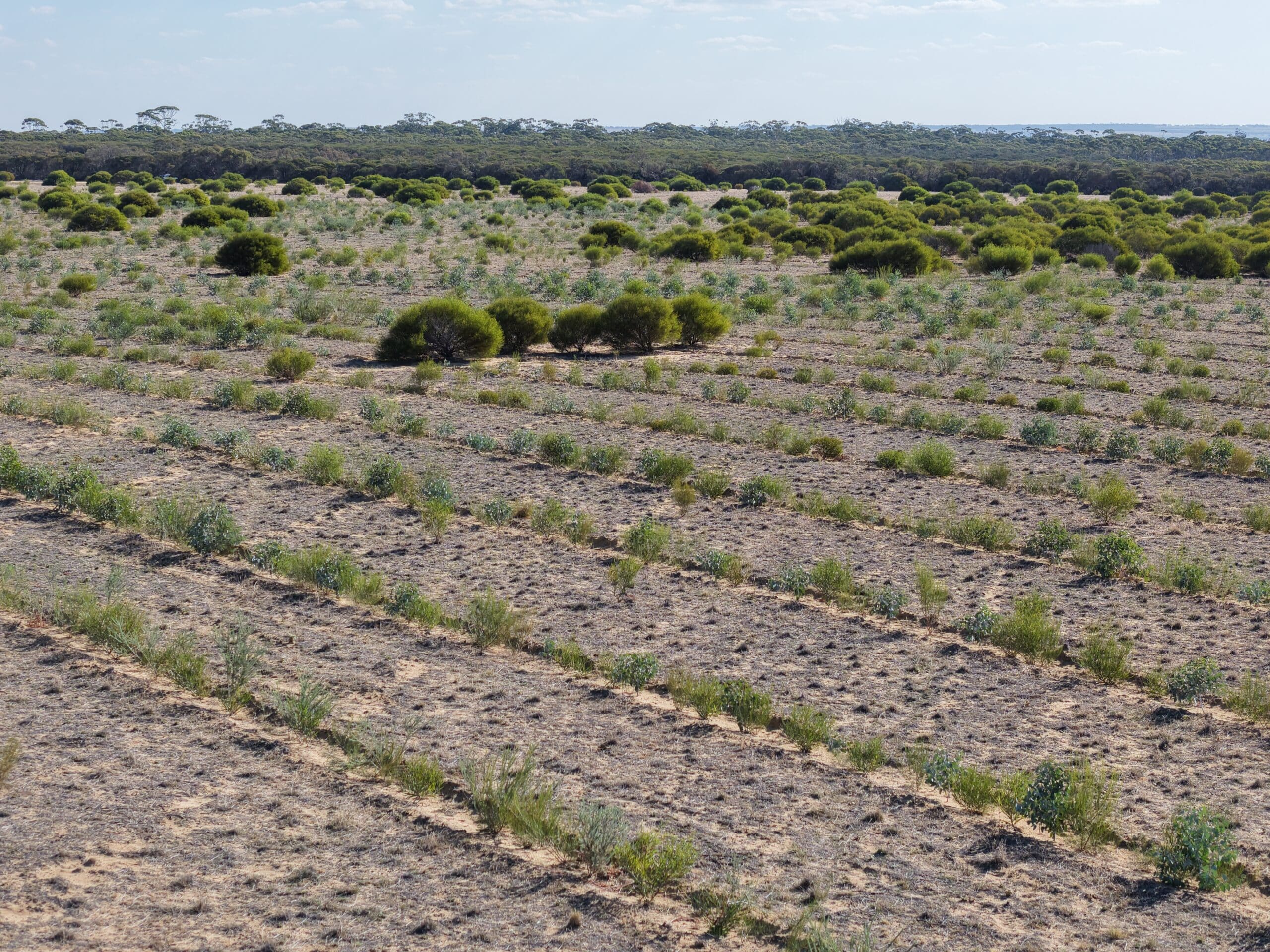 Drone image of trees in planting rows with remnant bushland in background