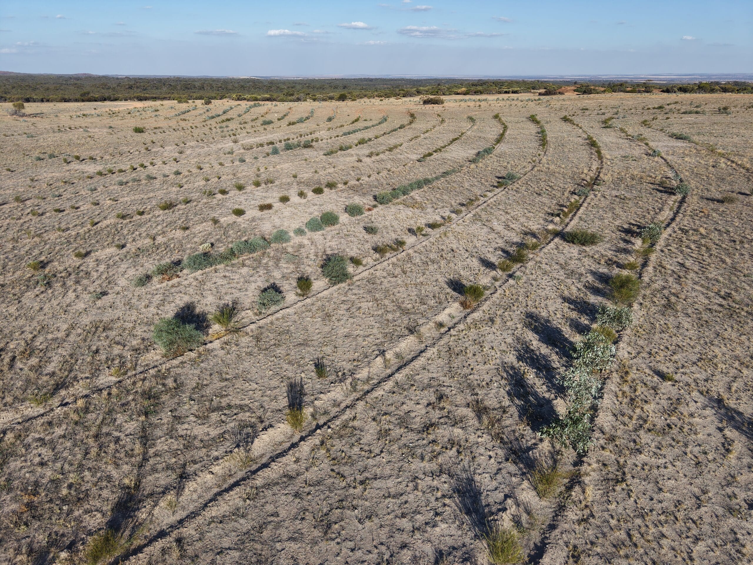 Drone image of trees in planting rows with remnant bushland in background