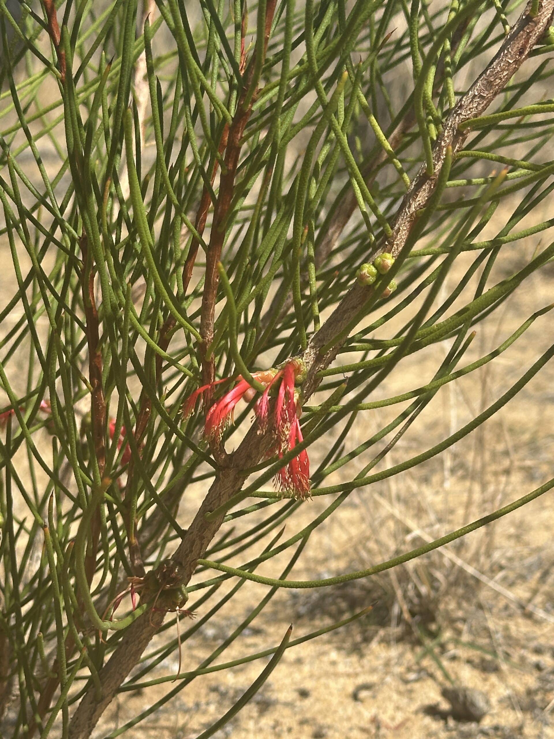 Close up image of shrub with red flower