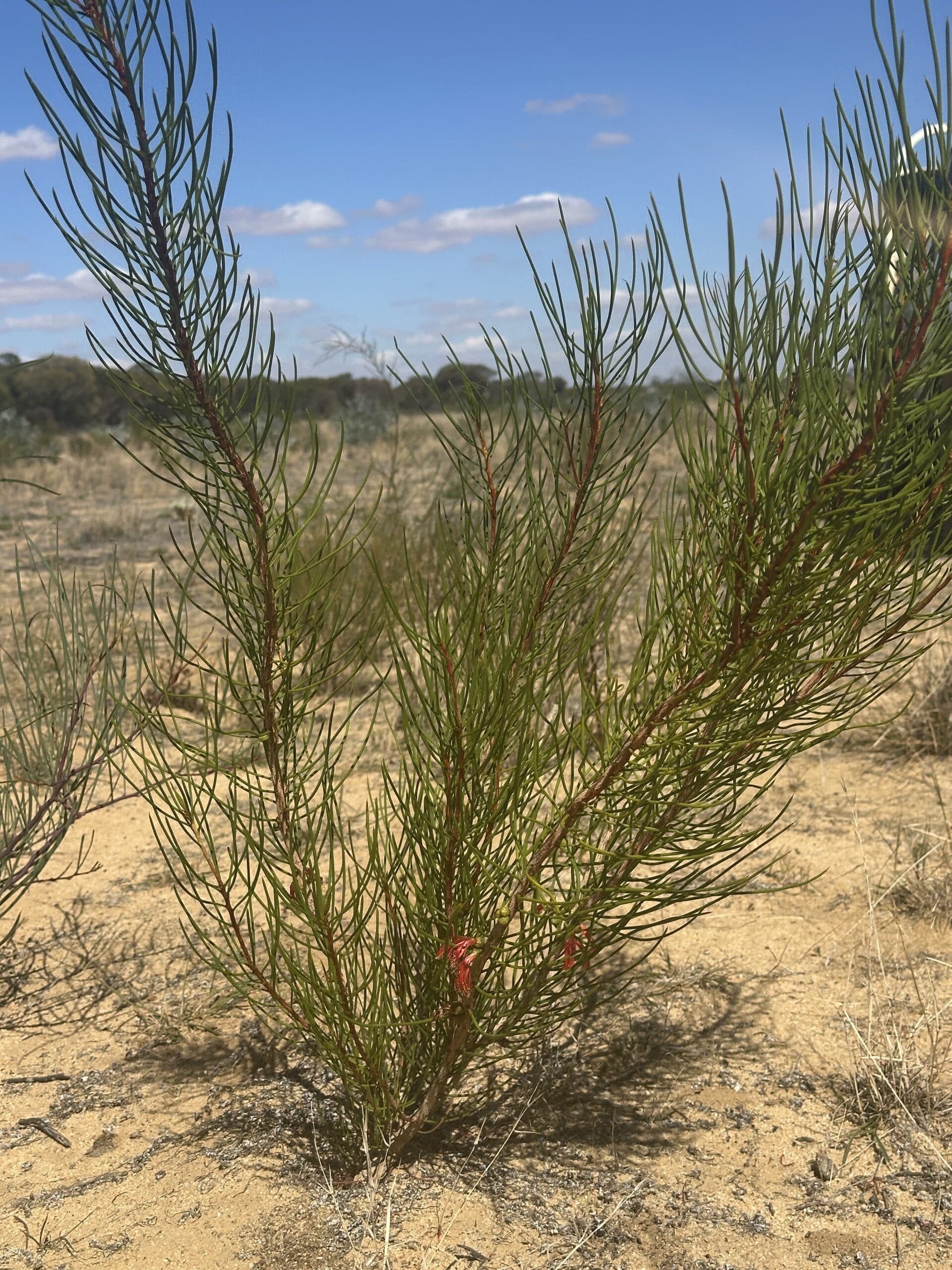 Tall shrub with numerous branches