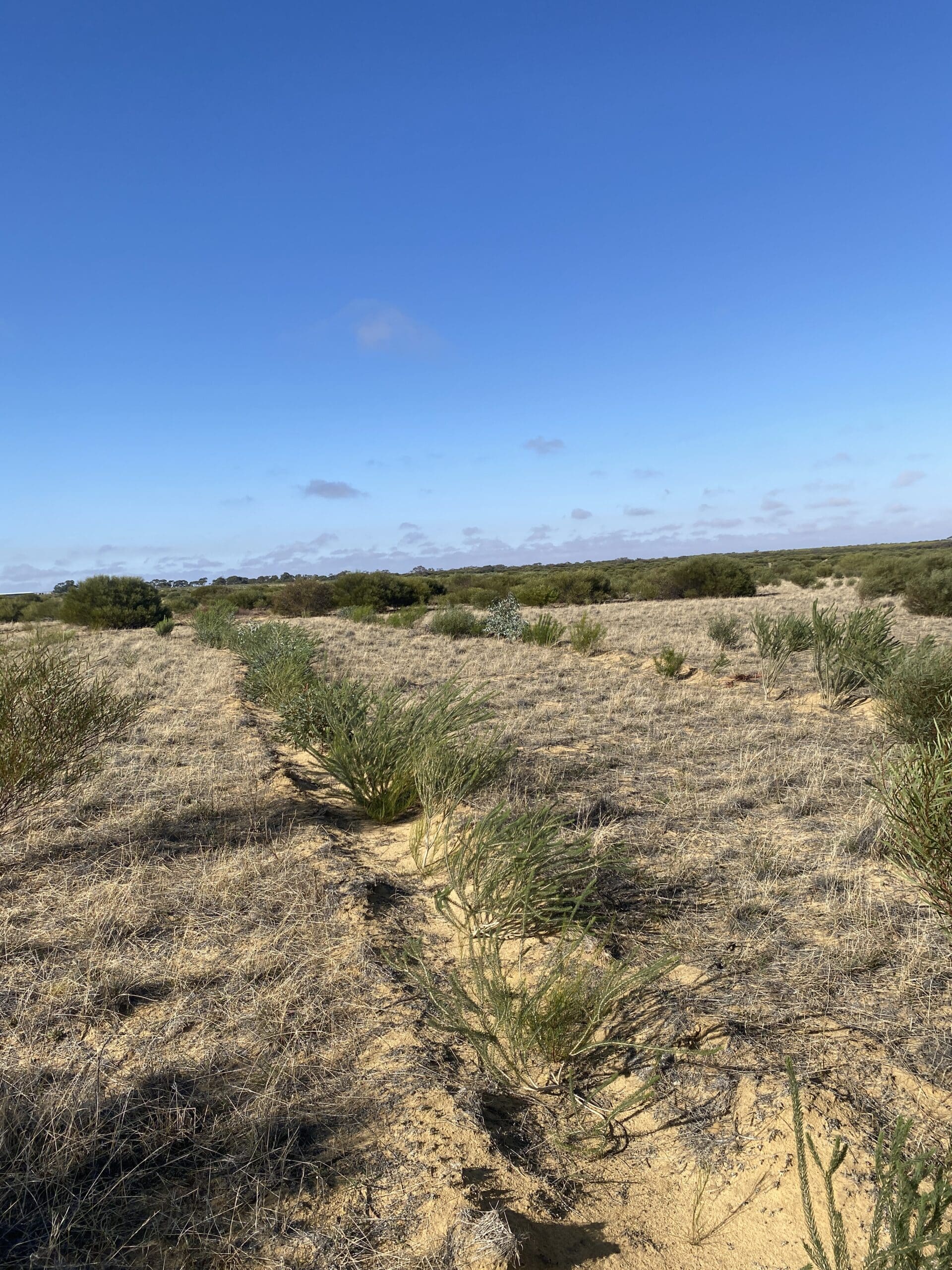 Trees in planting rows with remnant bushland in background