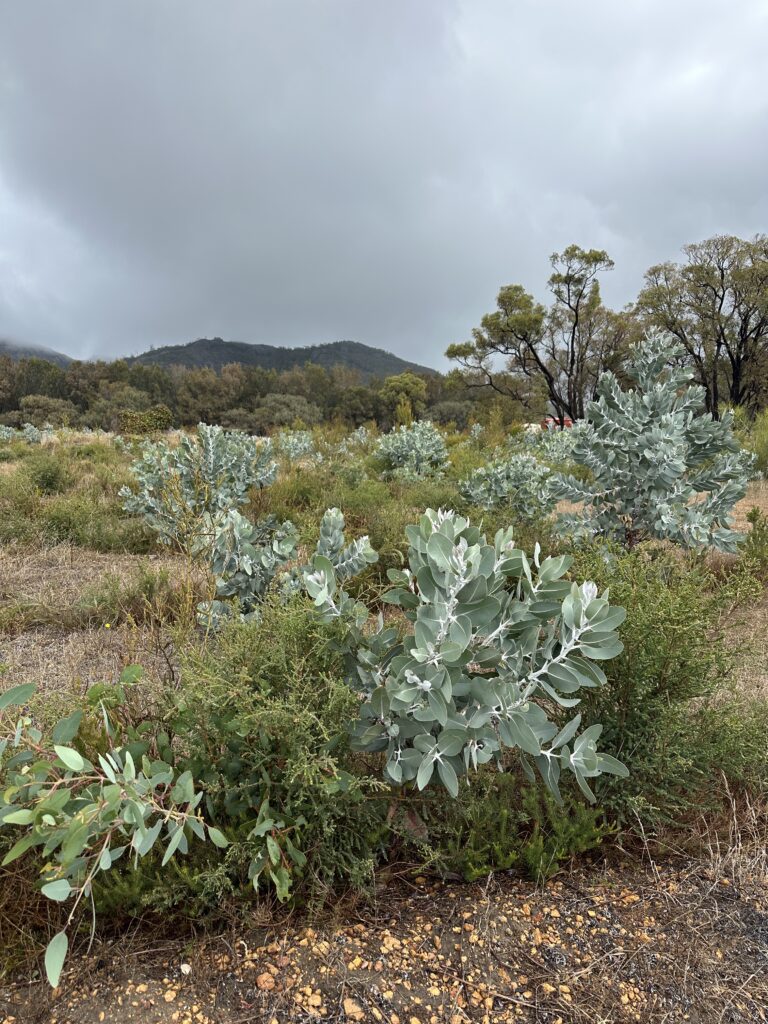 Planted trees with the ranges and remnant bush in the background