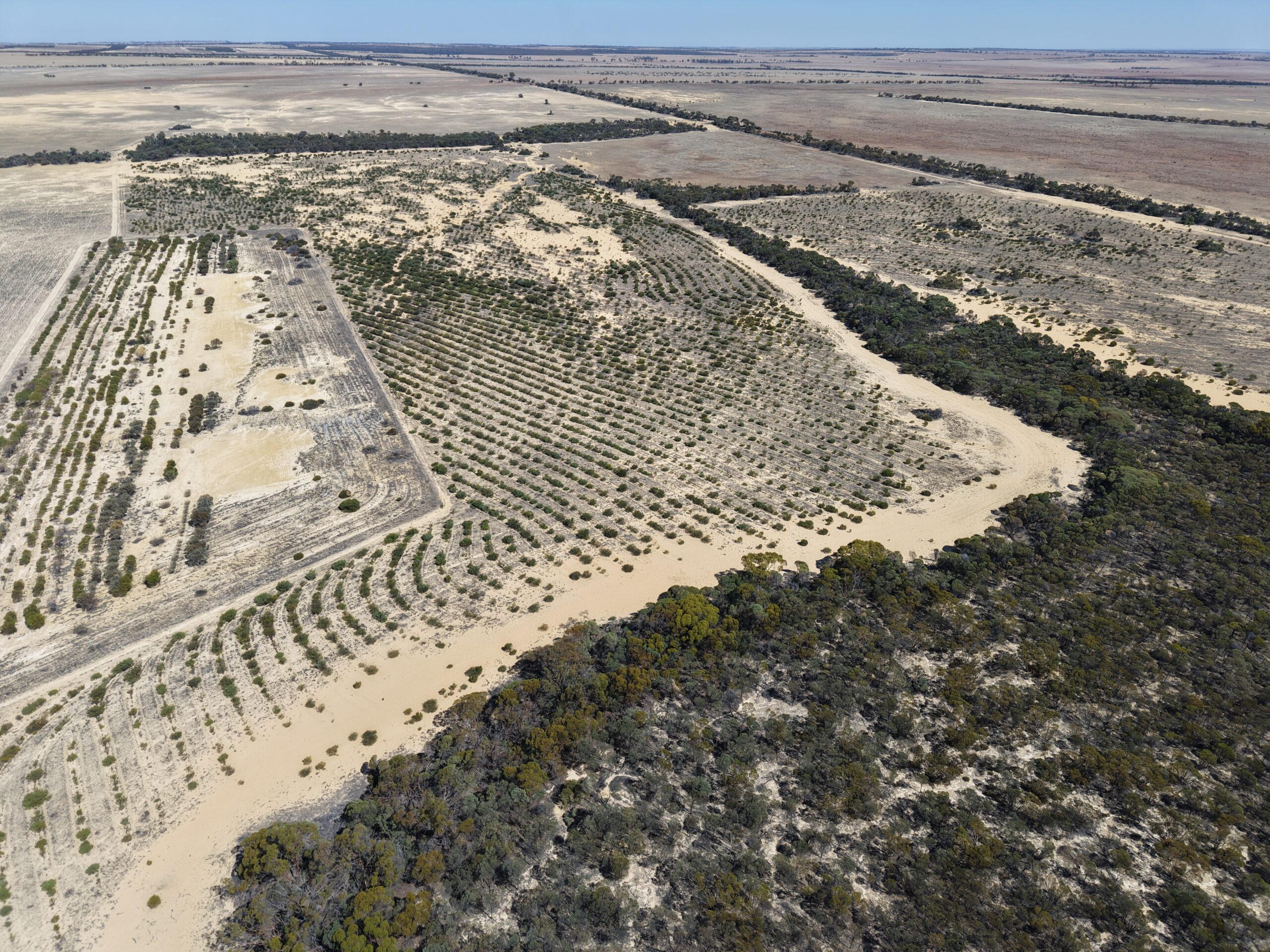 Aerial view of the trees in planting rows surrounded by remnant bushland.