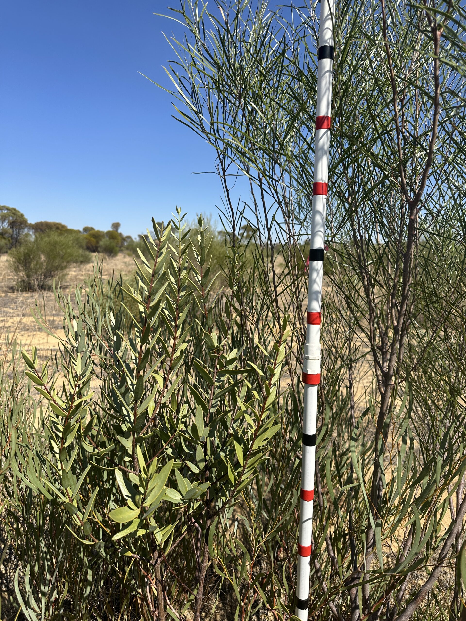 Tree and shrubs with measuring stick.