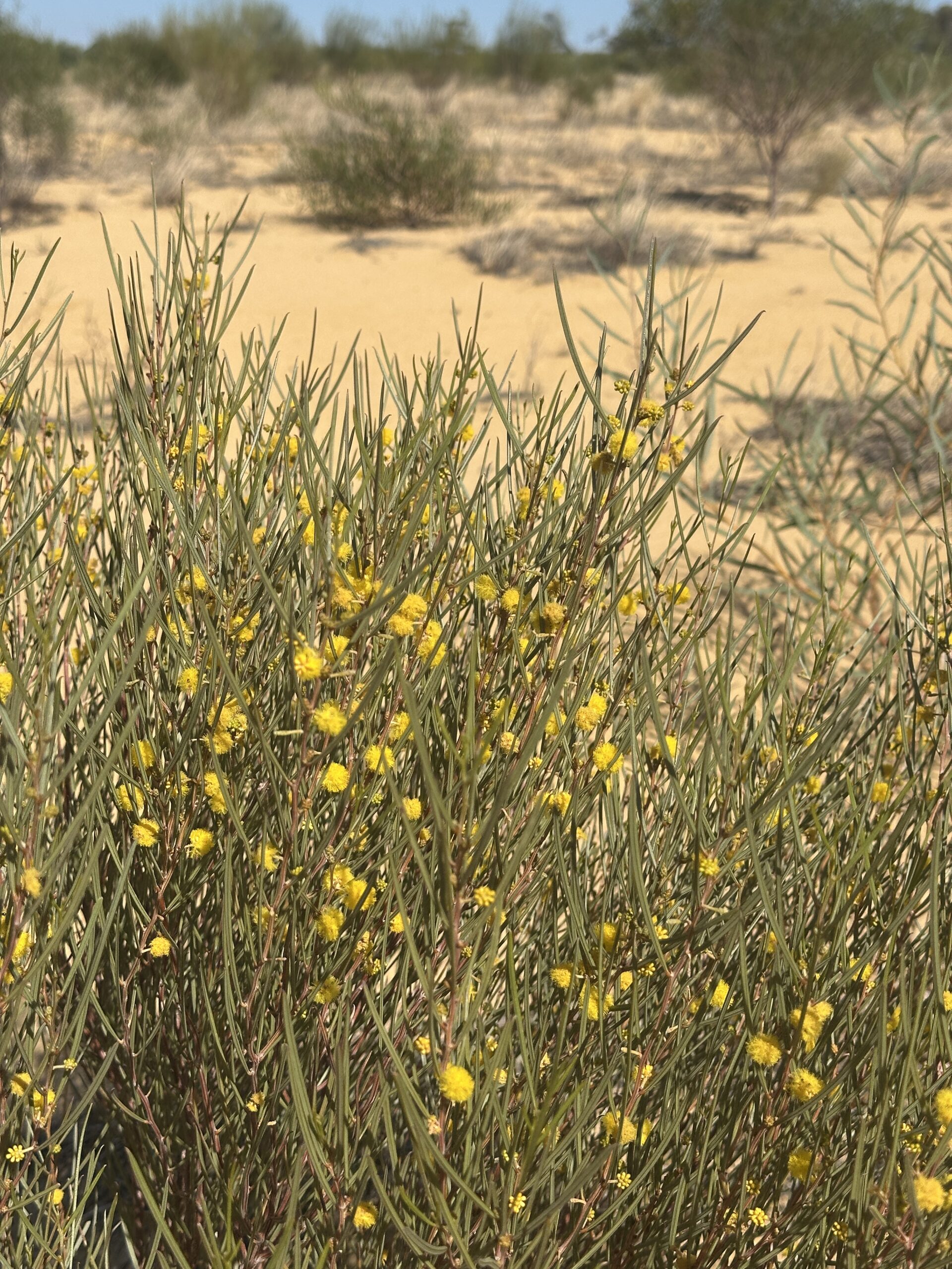 Flowering Acacia shrub.