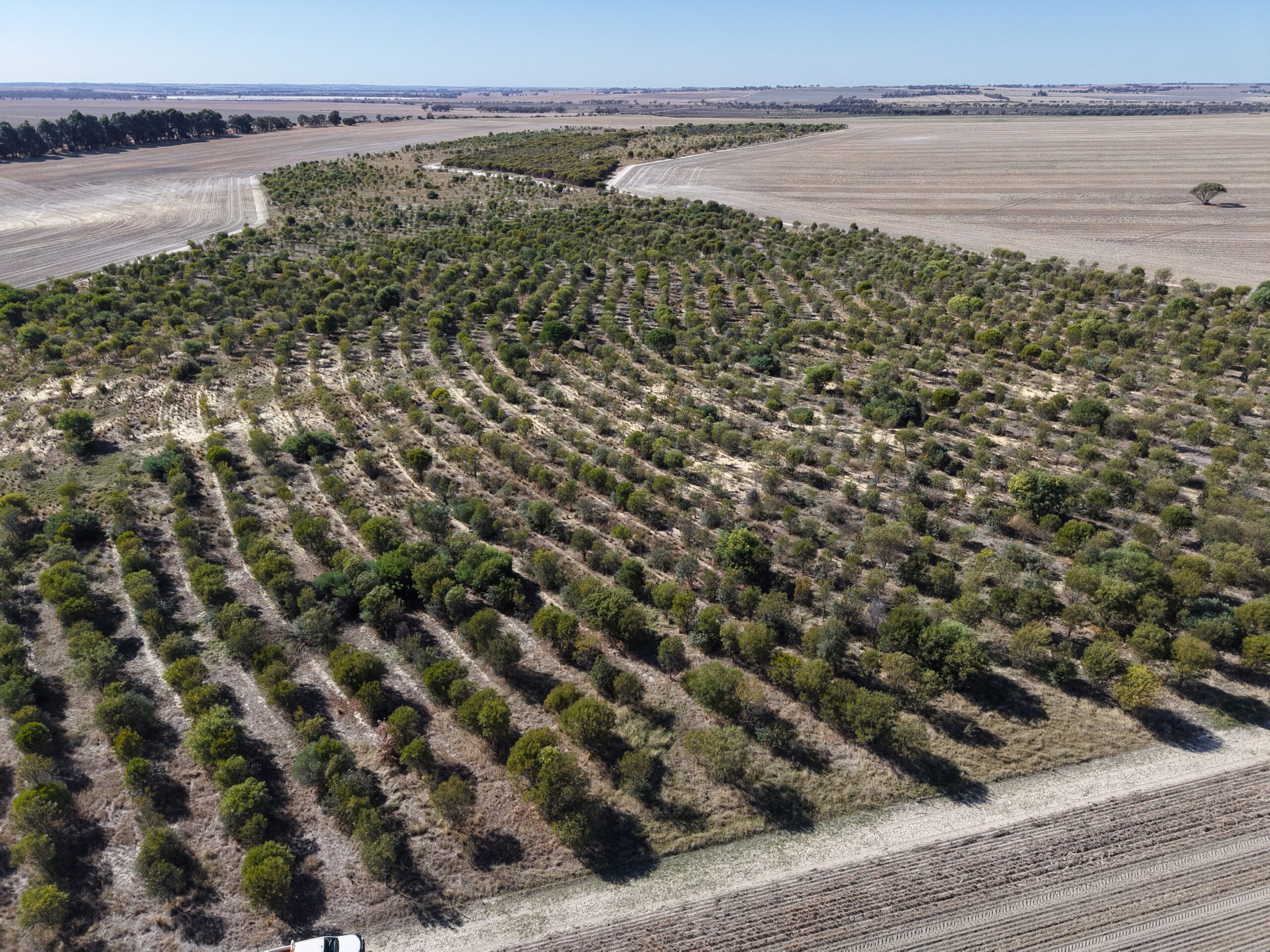 Aerial view of trees in planting rows.