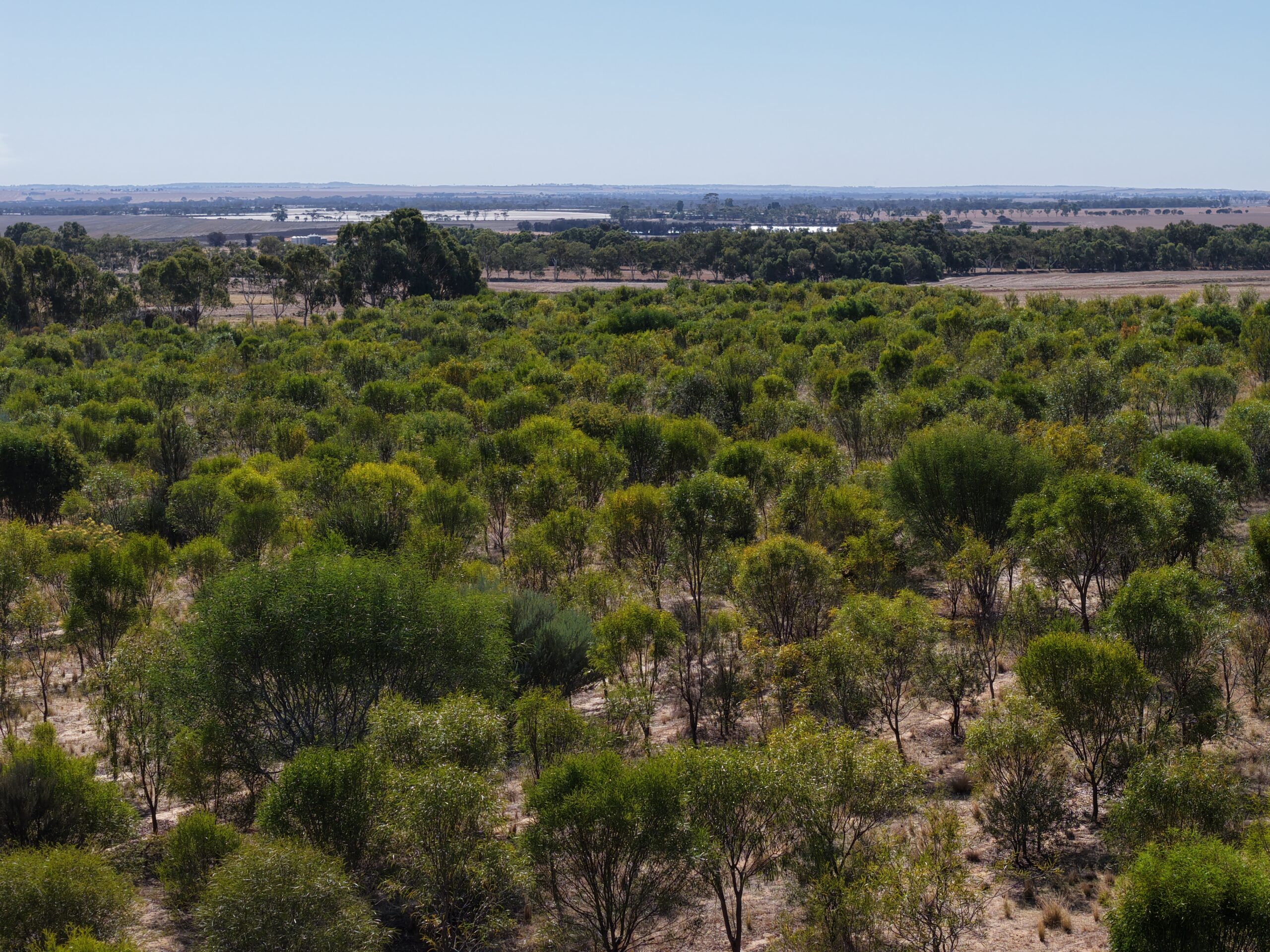 Aerial view of trees in planting rows.