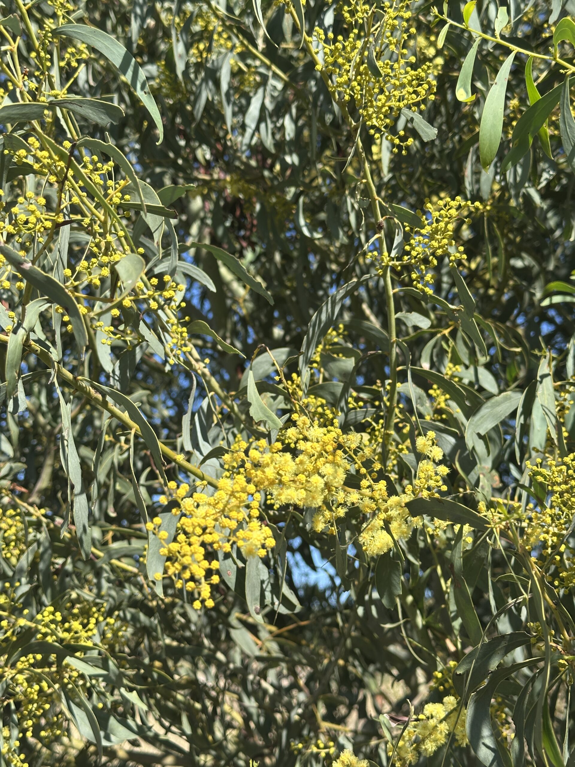 Close up of golden wattle blooming.