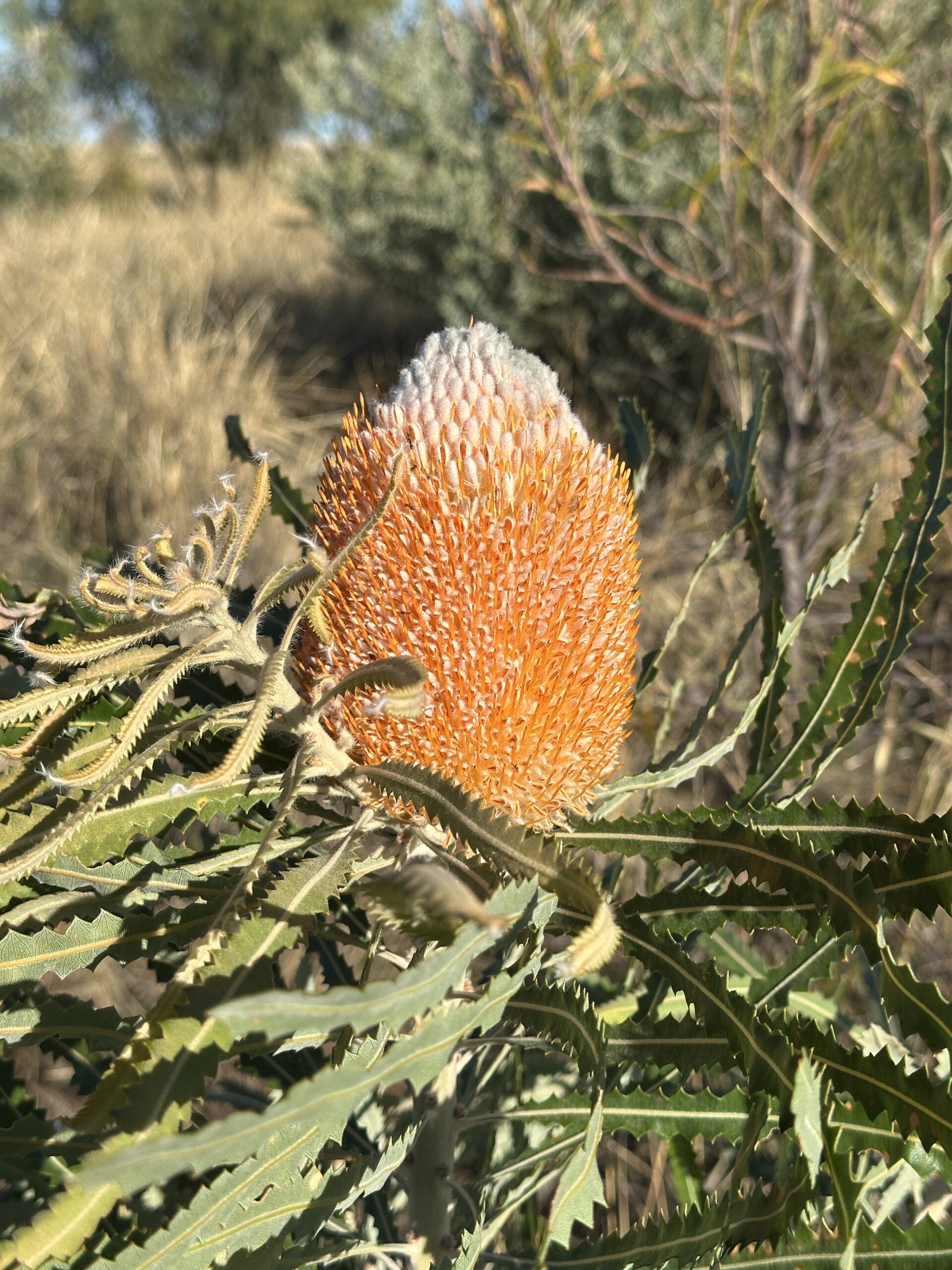 Close up of orange banksia flower