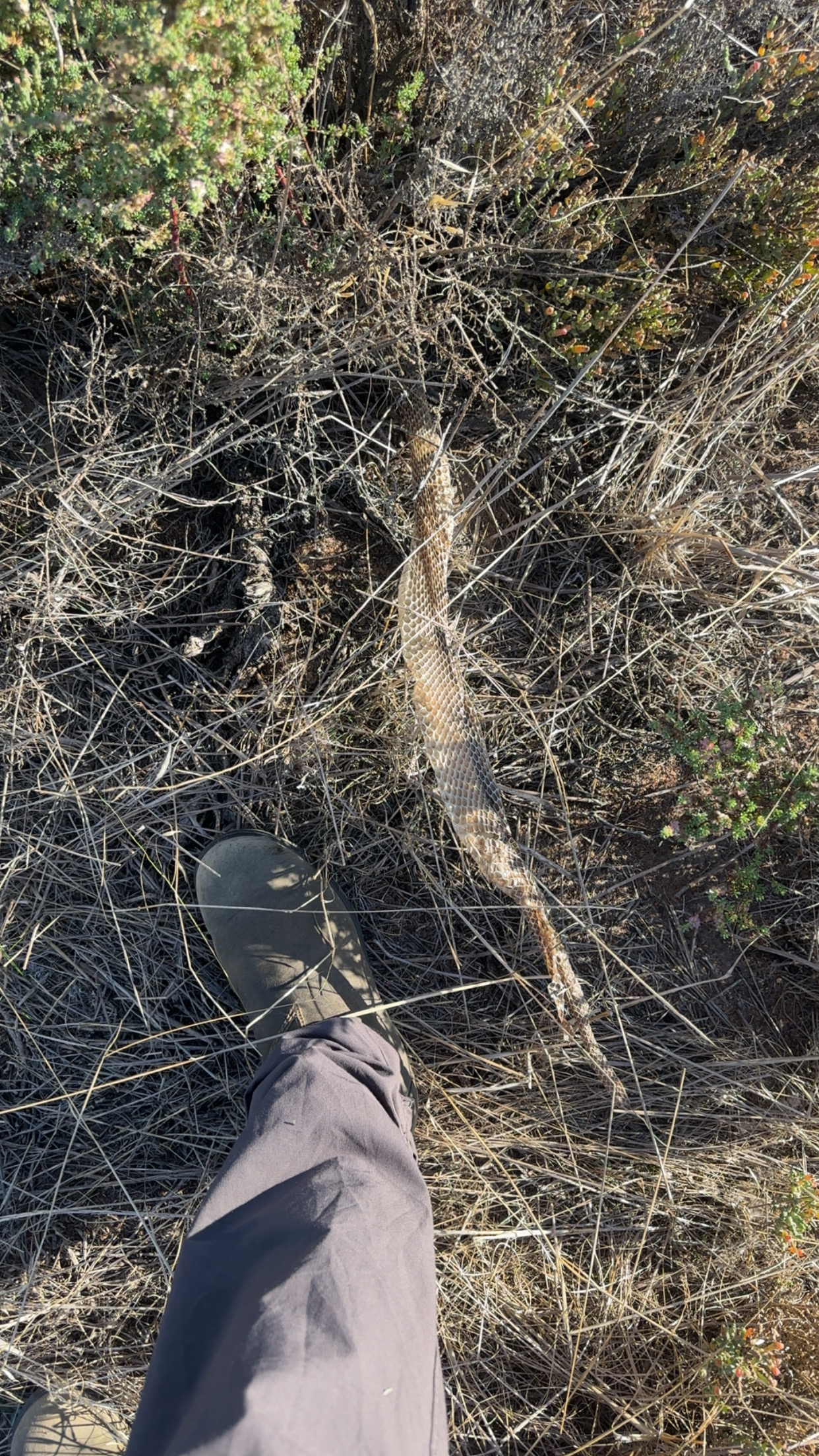Image of a person's boot standing next to a snakeskin.