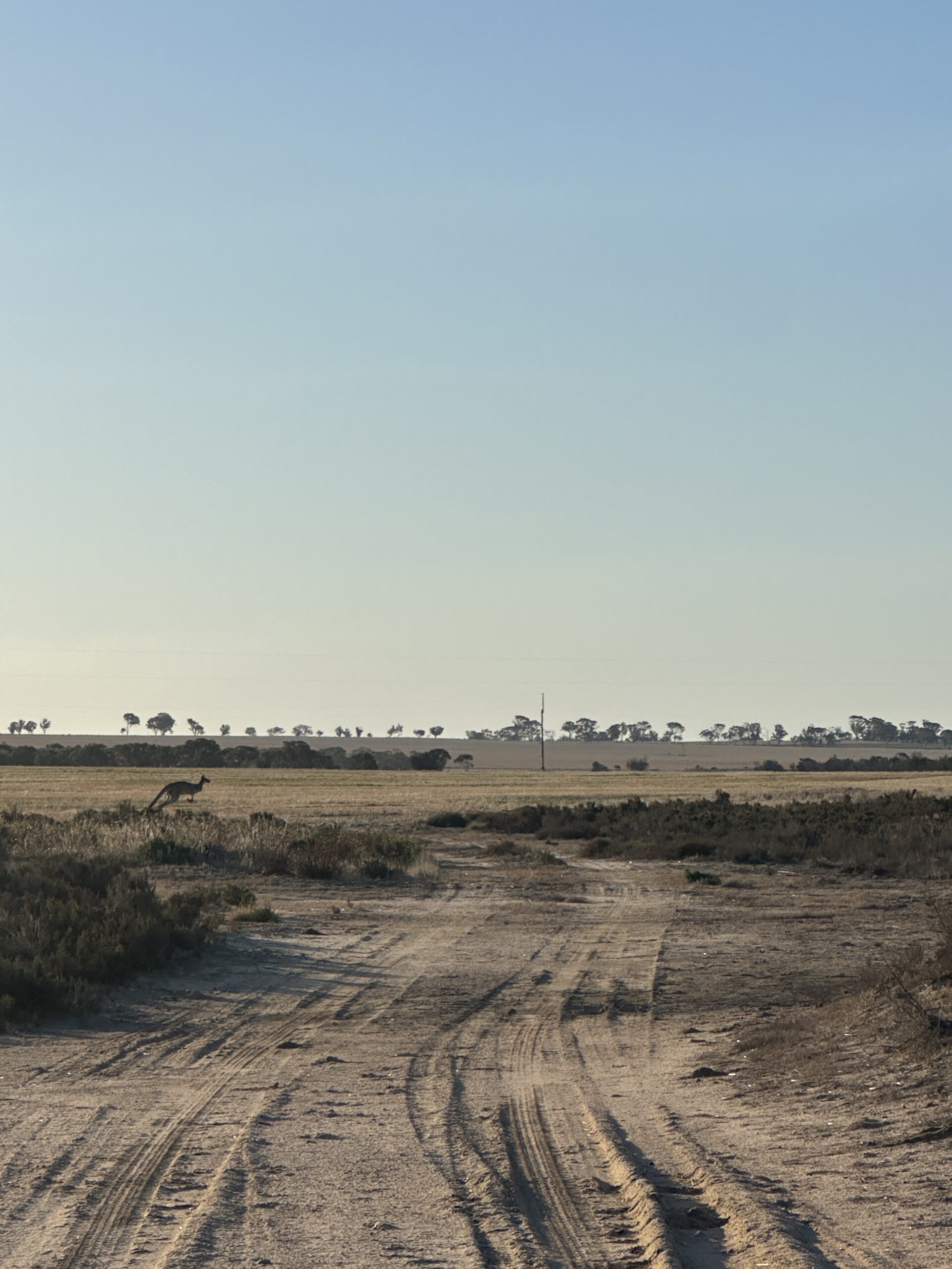 Dirt road with kangaroos in the distance.