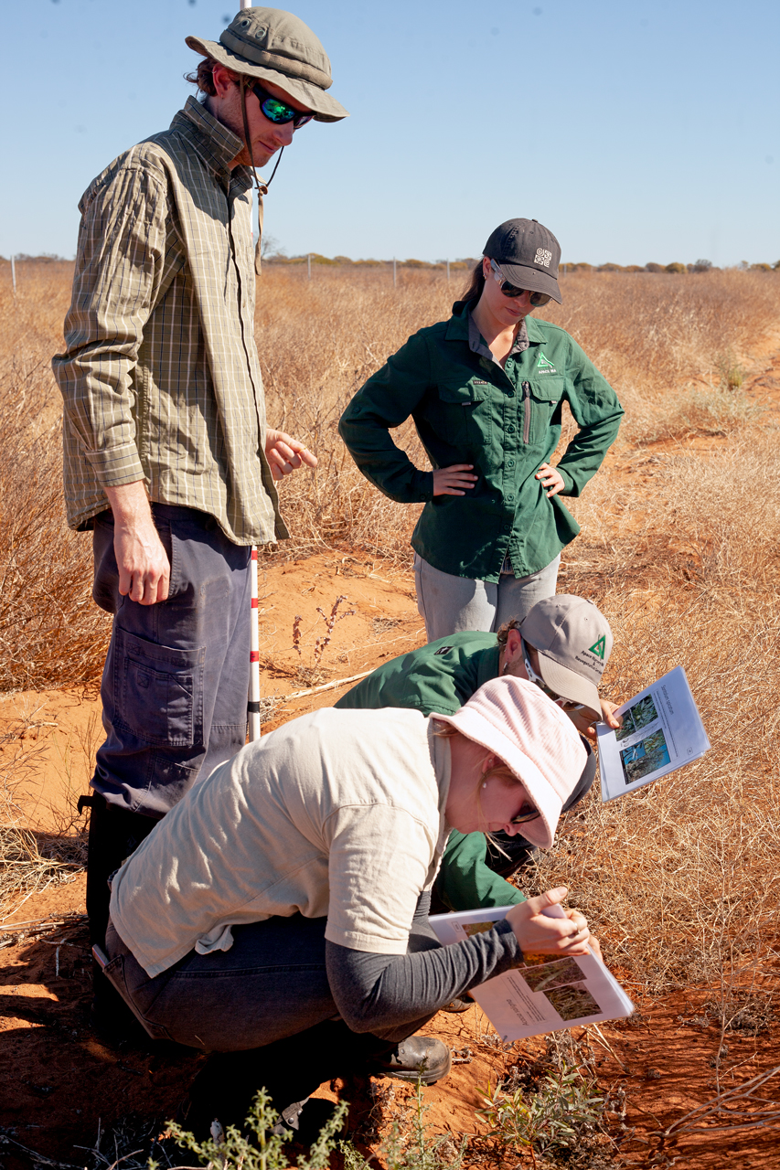 Two people standing with a measuring stick and two people squatting to identify species.