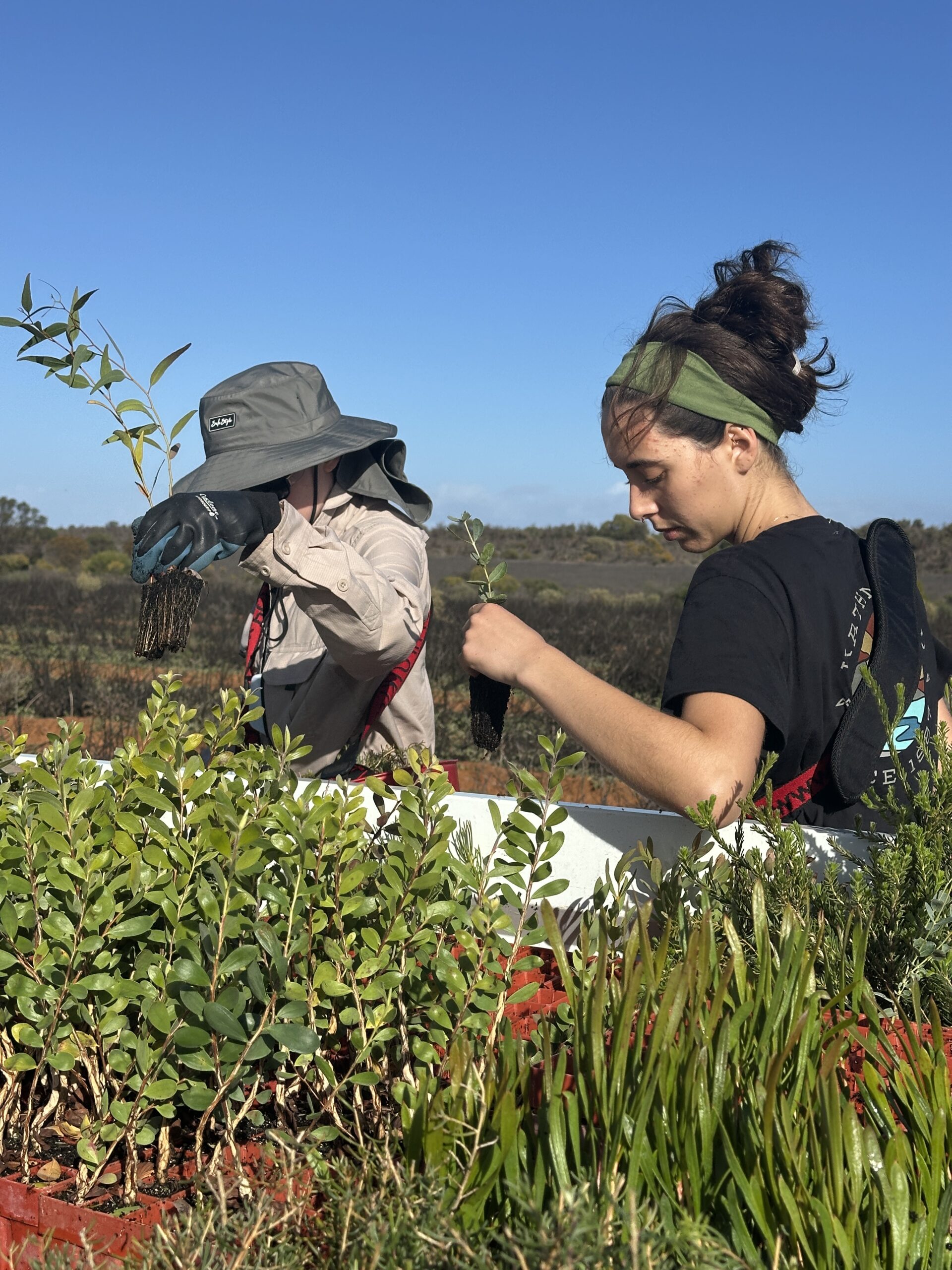 Two woman picking up seedlings and placing them in their seedling buckets.