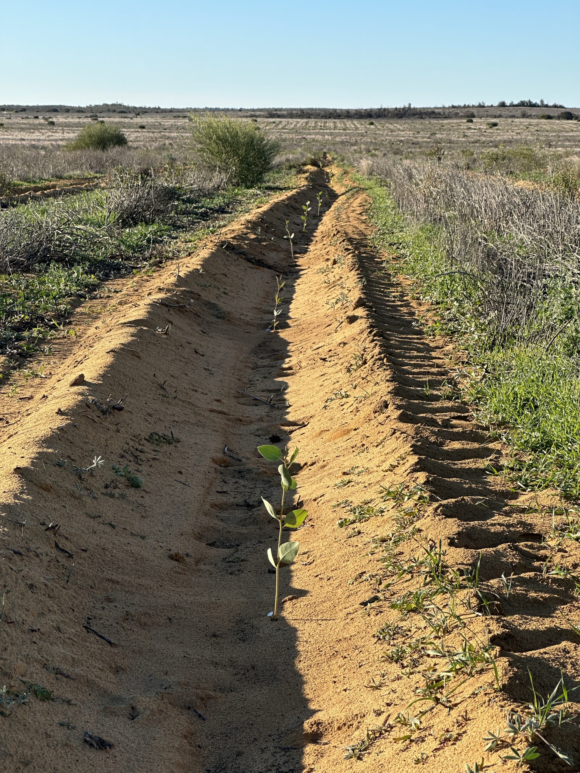 View down a planting row with planted seedlings.