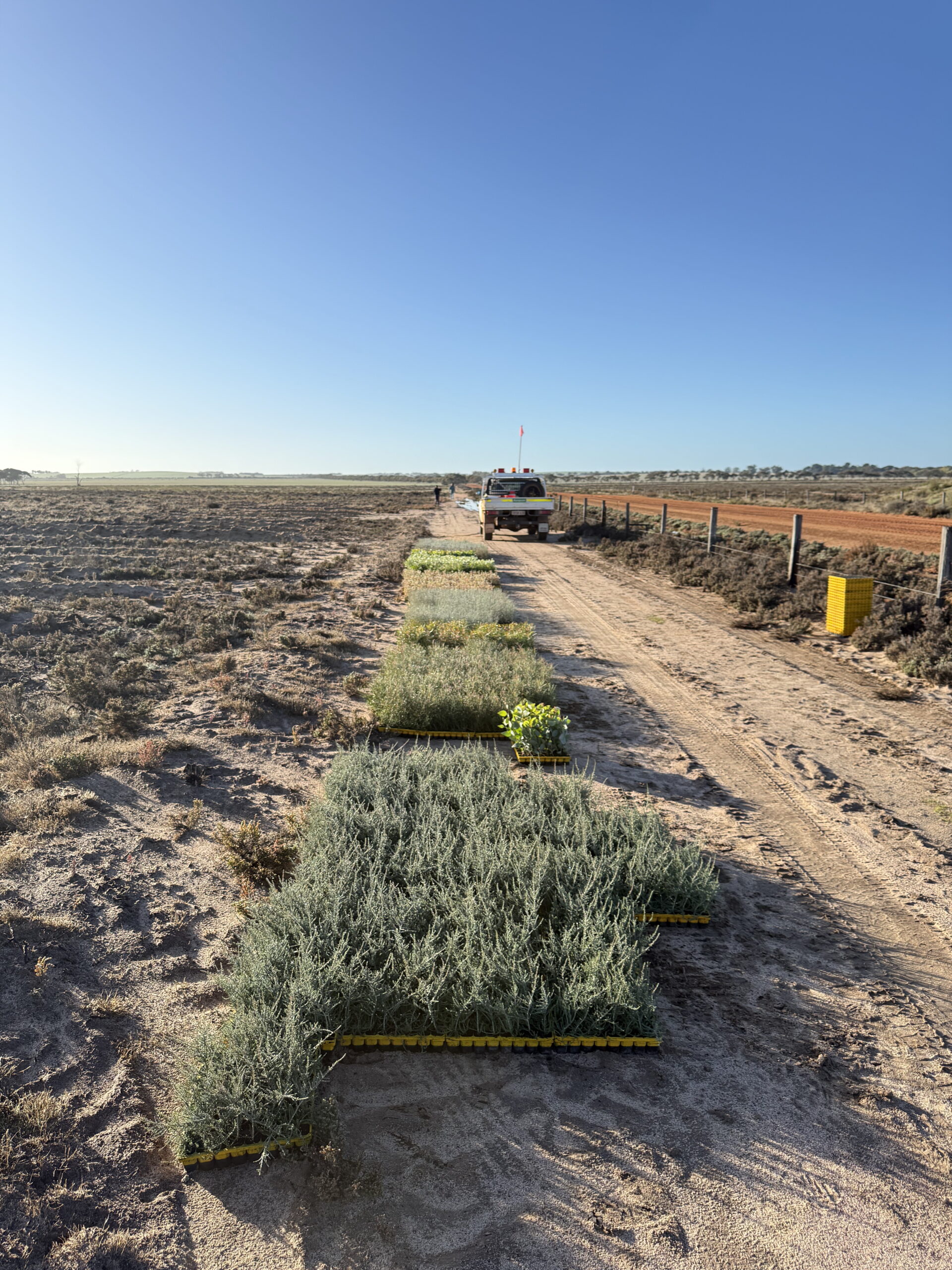Seedling trays laid out by species along side of road.