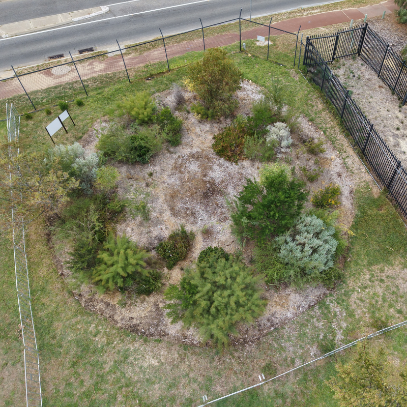 Community-Pocket-Forest-Carbon-Positive Community pocket forest Australia