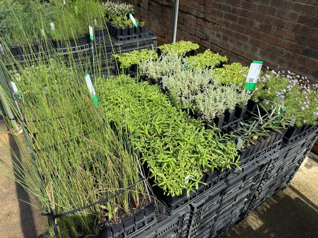 Dunlop-Microforest-Seedlings-Nursery