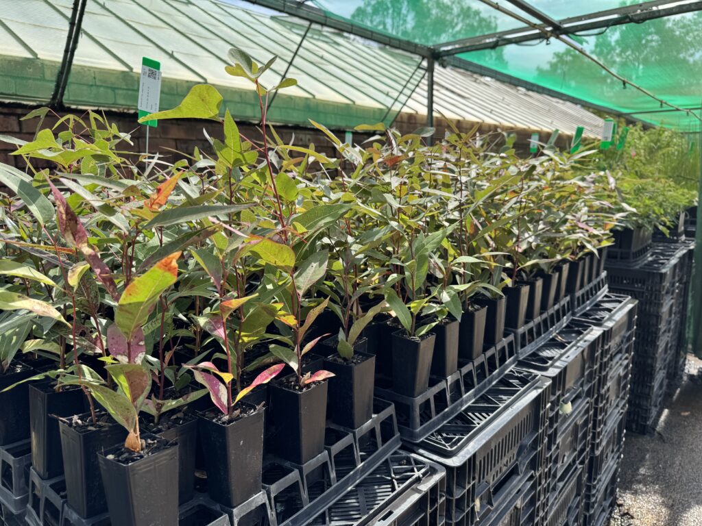 Dunlop-Pocket-Forest-Seedlings-Nursery