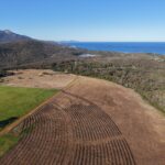 Aerial view of planting rows with mountain, beach, and remnant bushland in background.