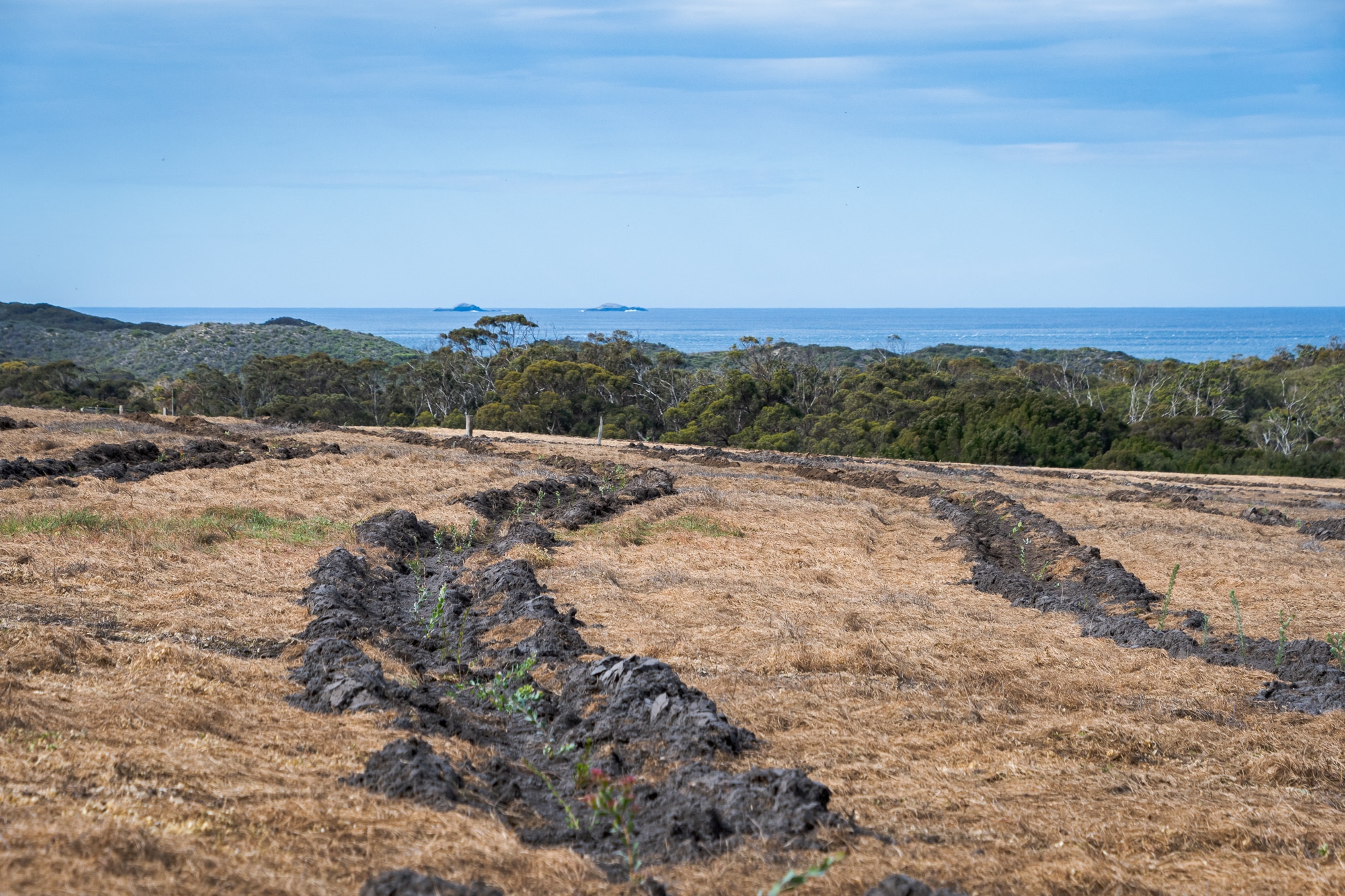 Seedlings in the planting rows which lead to the remnant bushland and ocean.