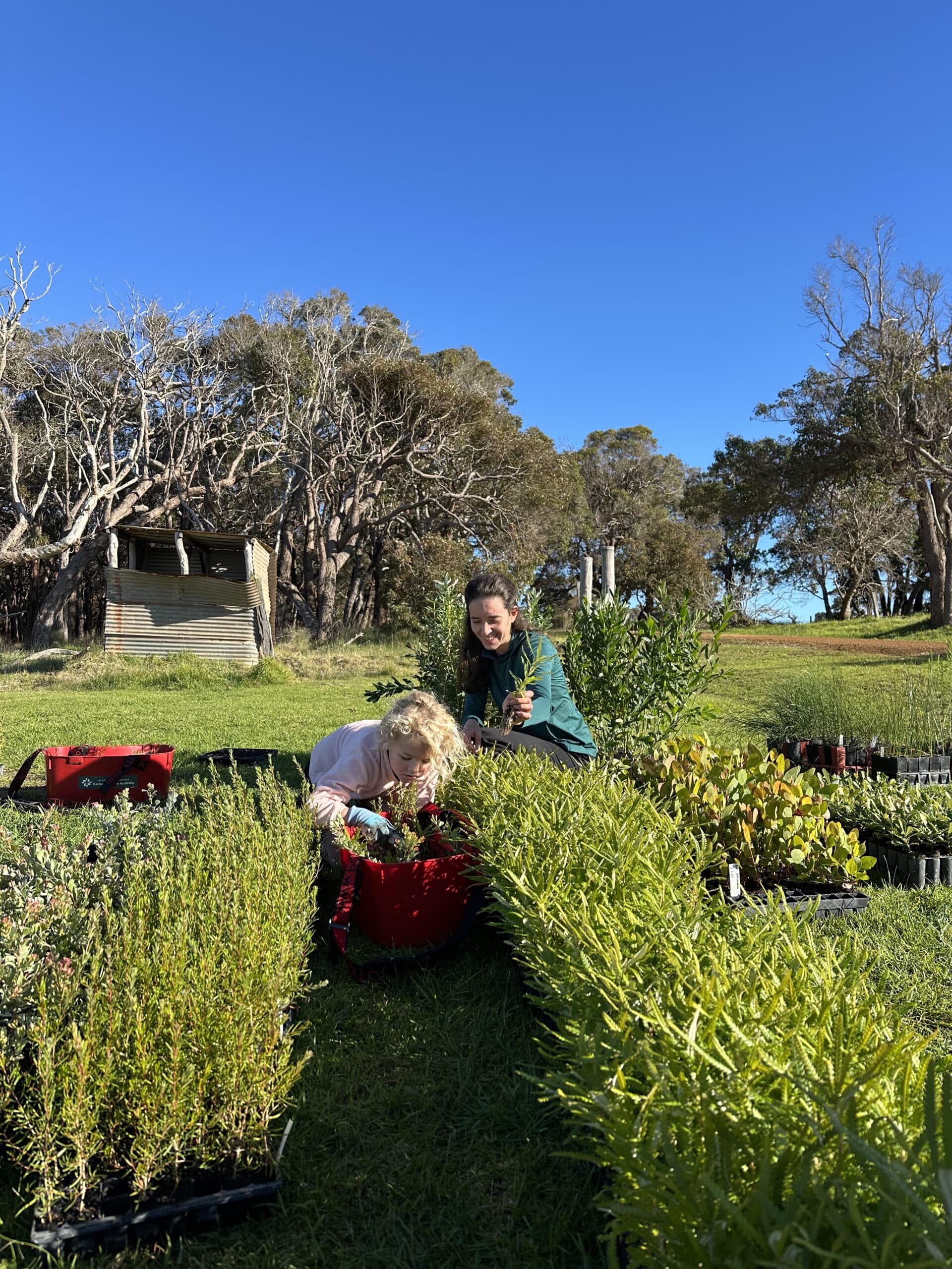 Woman and girl mixing up the species in the seedling buckets.