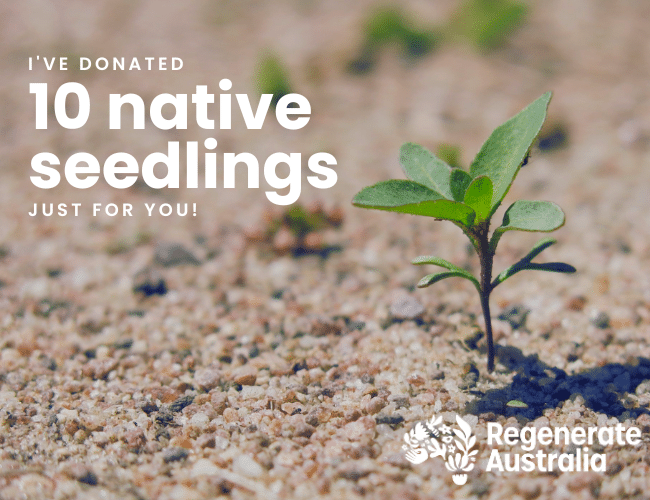 10 native seedlings ecard