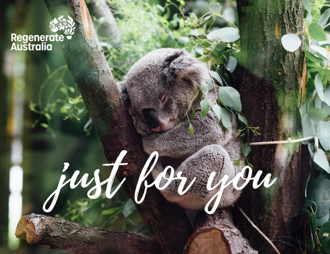 Just for You Koala