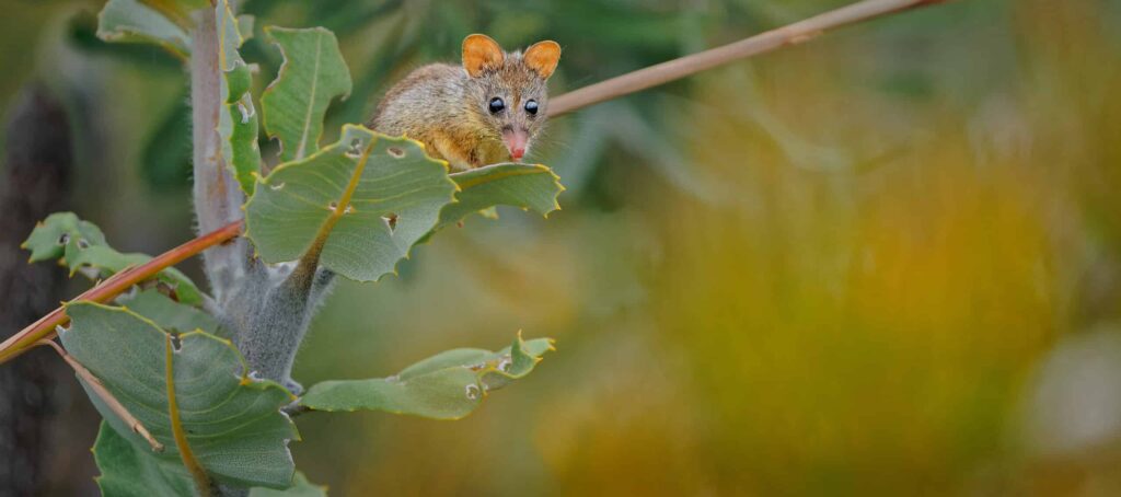 Honey Possum or noolbenger Tarsipes rostratus tiny marsupial feeds on the nectar and pollen of yellow bloom, important pollinator for Banksia attenuata and coccinea and Adenanthos cuneatus